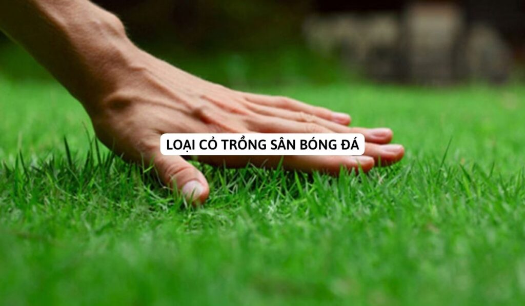 Loại cỏ trồng sân bóng đá